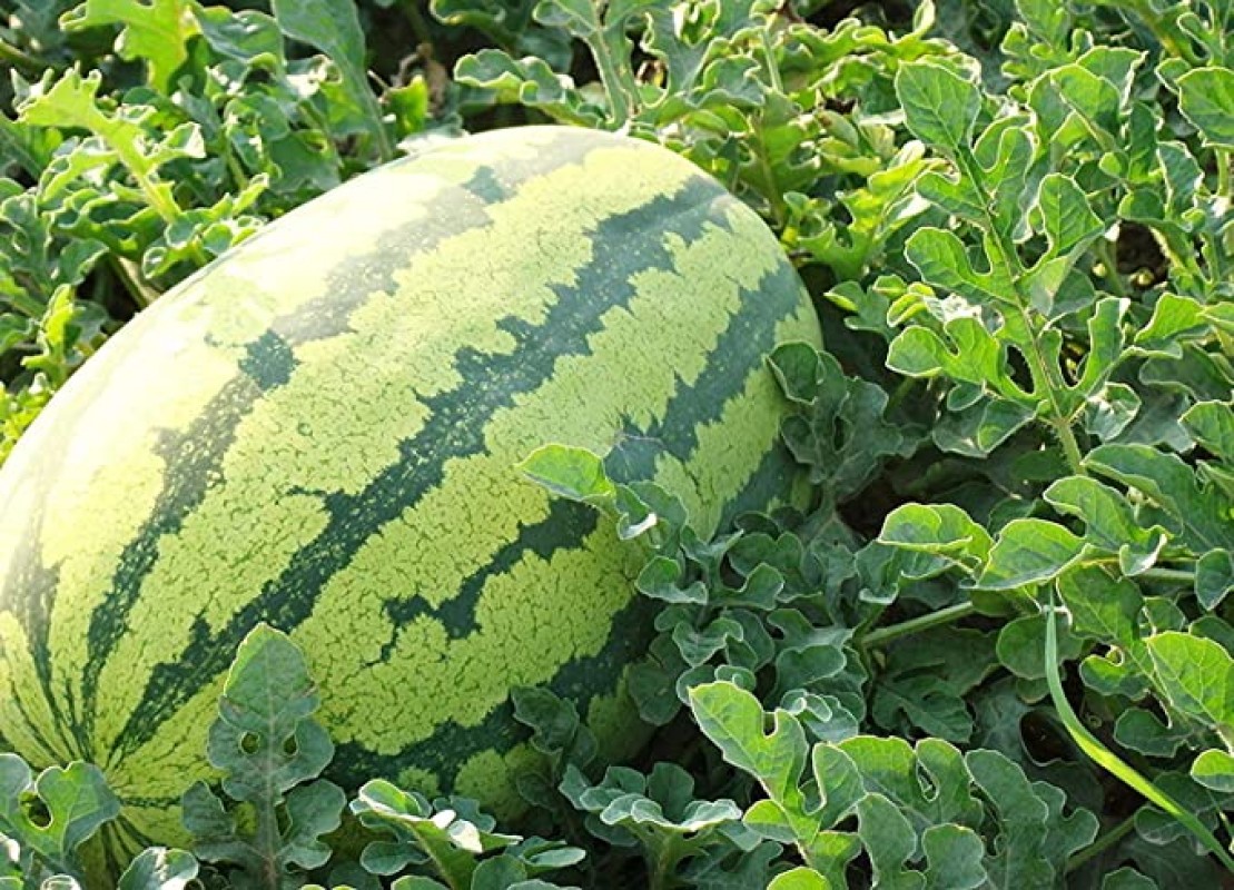 Watermelon from Kenya